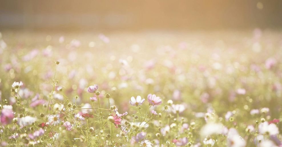 ¿Cómo quitar el pasto de un terreno?