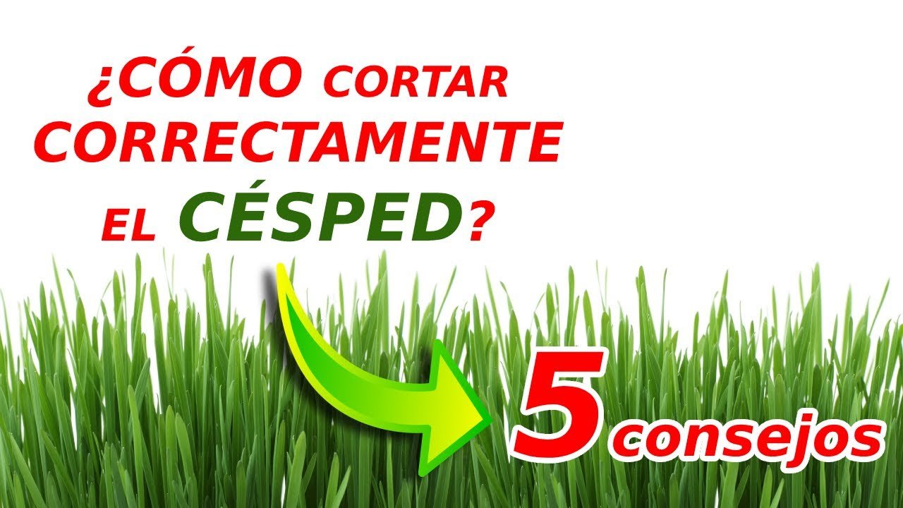 cuidados de una cortadora de pasto profesional de bajo presupuesto