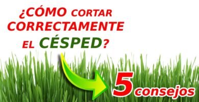 cuidados de una cortadora de pasto profesional para cortar bordes