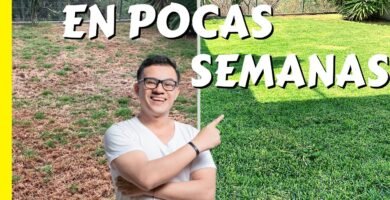 cuidados de una minicortadora de pasto con bajo mantenimiento