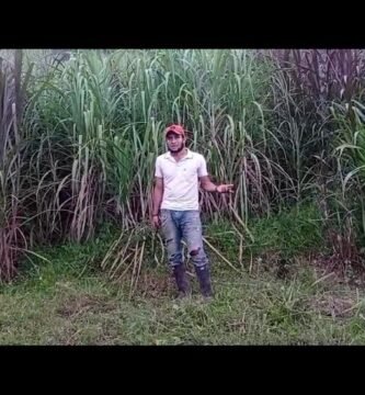 cuánto consume una minicortadora de pasto en zonas húmedas