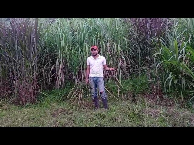 cuánto consume una minicortadora de pasto en zonas húmedas